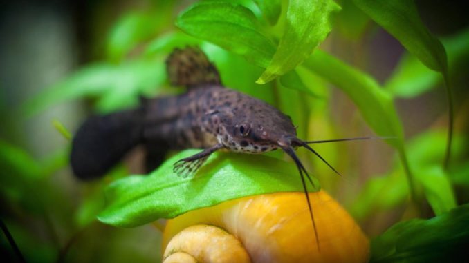 Gemalter Schwielenwels (Hoplosternum thoracatum)