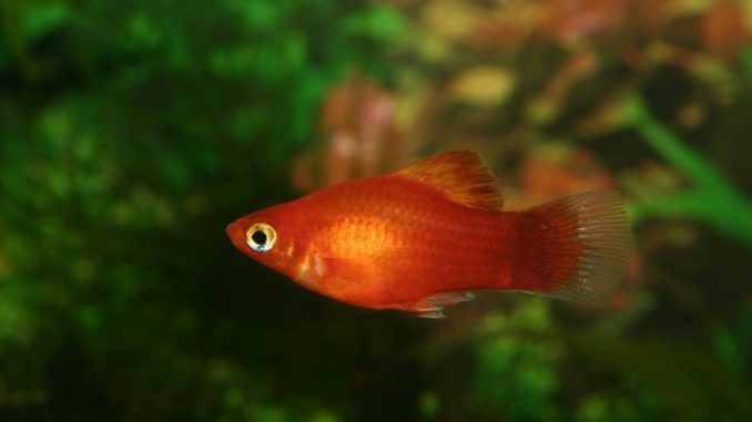 Marygold-Platy Xiphophorus Maculatus